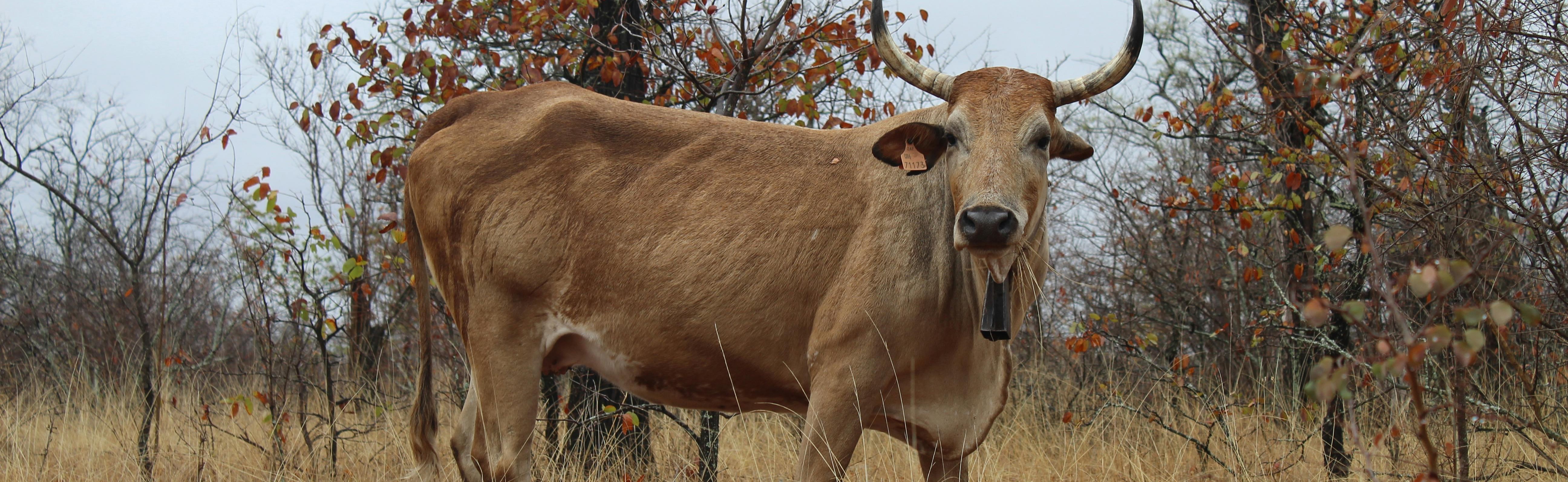 Sustainable, Healthy and Resilient Animal Source Food Systems in Southern Africa synthesis team