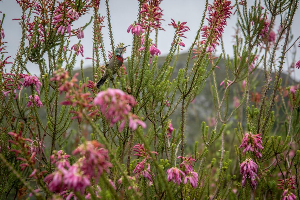 Guidance for Conserving African Biodiversity in a Changing Climate synthesis team